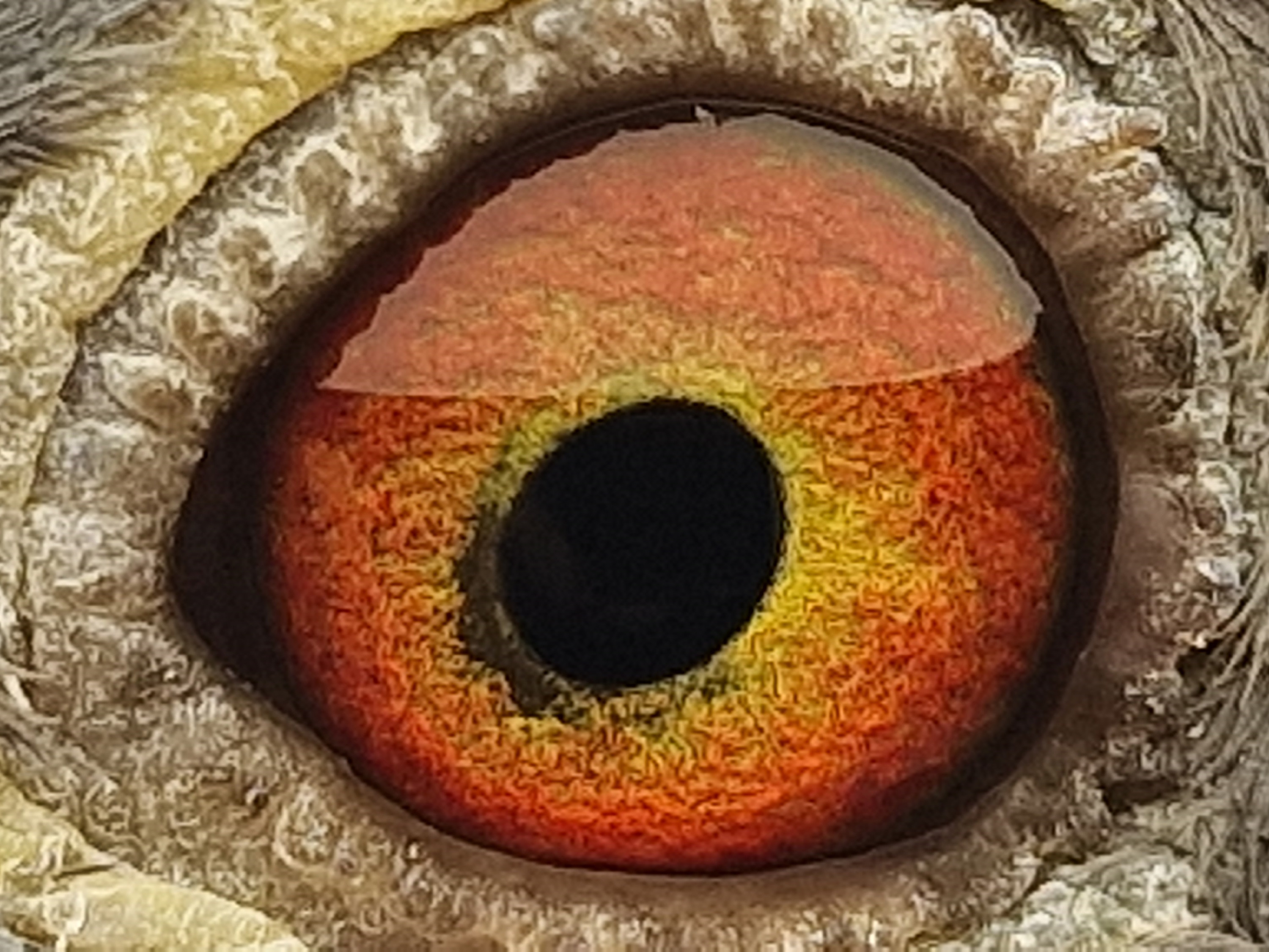 Pigeon eye
